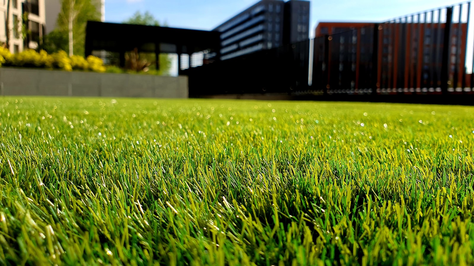 Tidy lawn and trimmed hedges in a Derby garden